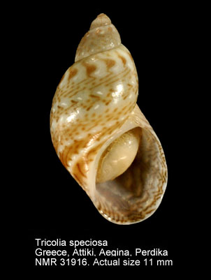 Tricolia speciosa.jpg - Tricolia speciosa(Mühlfeld,1824)